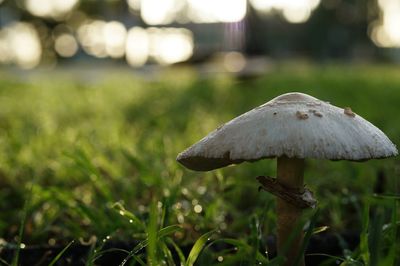 Close-up of mushroom growing on field