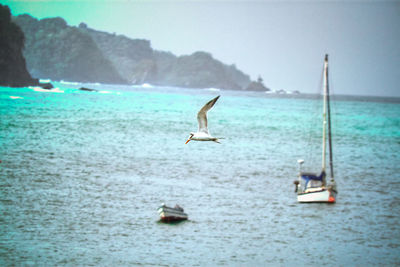 Bird flying over sea against sky