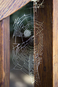 Close-up of spider on web