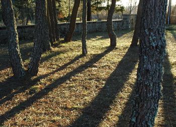 Trees in the forest