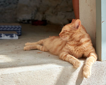 Close-up of a cat sleeping