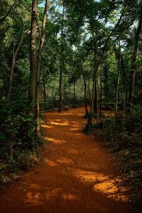 Dirt road passing through forest