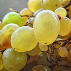 Close-up of grapes