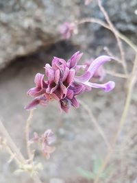 Close-up of pink flowers blooming outdoors