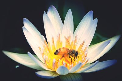 Close-up of lotus blooming outdoors