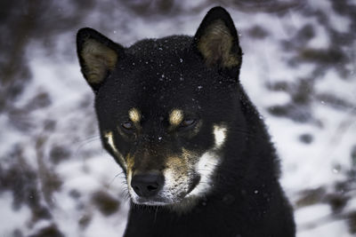 Close-up of black horse in winter