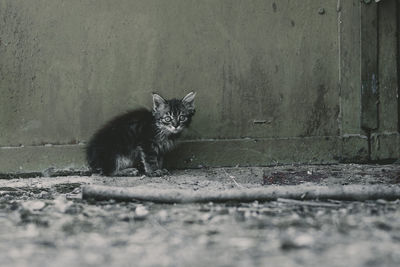 Close up of homeless adorable kitten . caring for stray animals concept