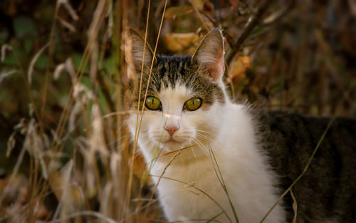 Close-up portrait of a cat