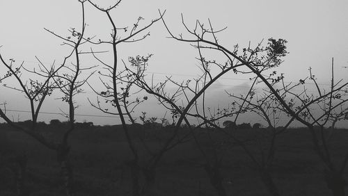 Silhouette bare tree against sky