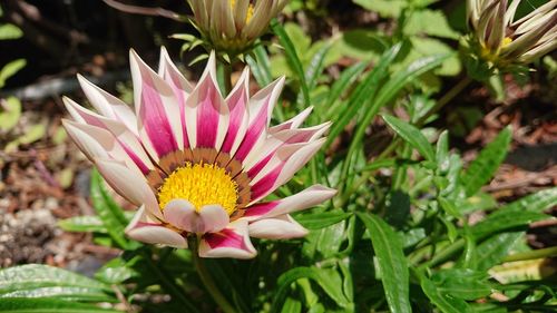 Close-up of pink flower