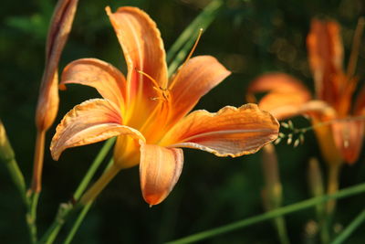 Close-up of daylily blooming outdoors