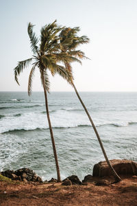 Palm tree by sea against clear sky