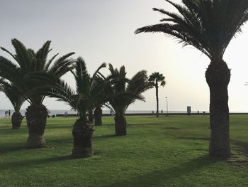 Palm trees on field against clear sky