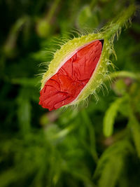 Close-up of leaf on plant