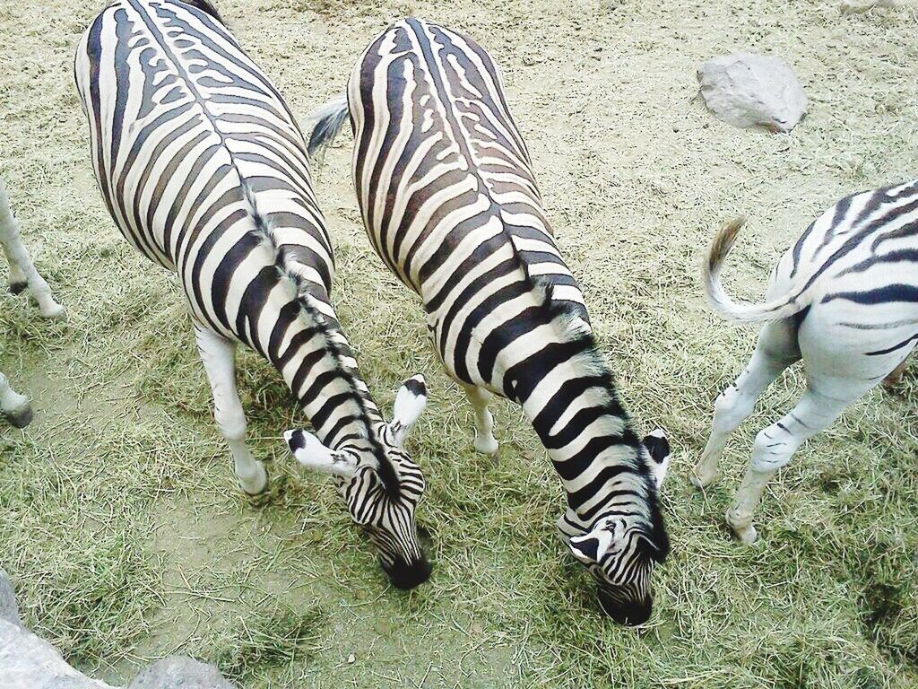 high angle view, shadow, striped, field, zebra, pattern, sunlight, standing, grass, day, outdoors, nature, natural pattern, one person, low section, animal themes, focus on shadow, safari animals, growth