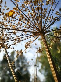 Low angle view of flowering plant against sky