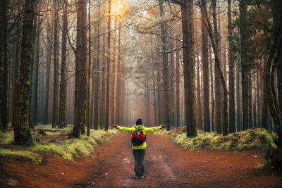 Rear view of person standing on road amidst trees in forest