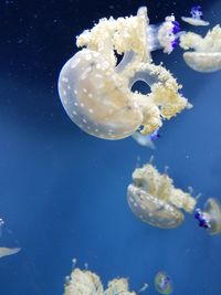 Close-up of jellyfish swimming in aquarium