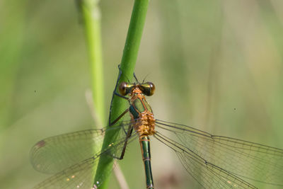 Close-up of damselfly on leaf