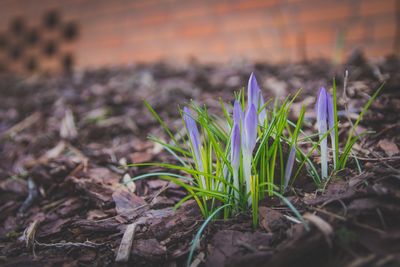 Close-up of plants growing outdoors