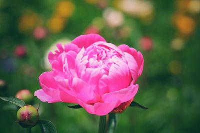 Close-up of pink flower blooming outdoors