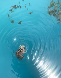 High angle view of turtle swimming in sea