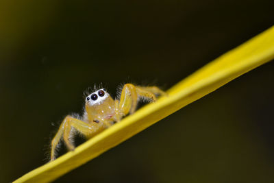 Close-up of spider on black background