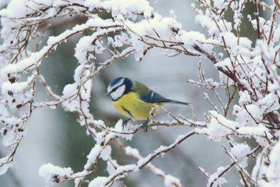 Close-up of bird perching on tree during winter