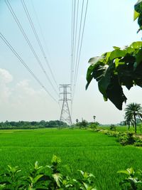 Trees on field against sky