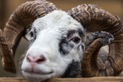 Close-up portrait of sheep