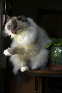 Portrait of ragdoll cat