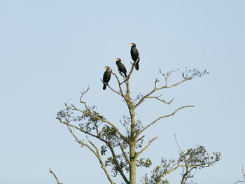 Low angle view of eagle perching on tree against clear sky