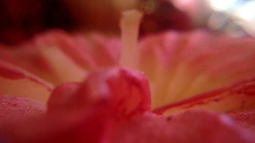 Extreme close up of red flower