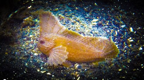 Close-up of fish in sea