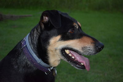 Close-up of dog on field