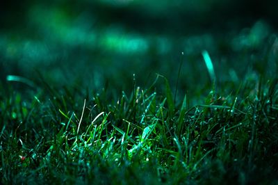 Full frame shot of wet grass