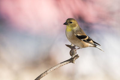 Close-up of bird perching outdoors