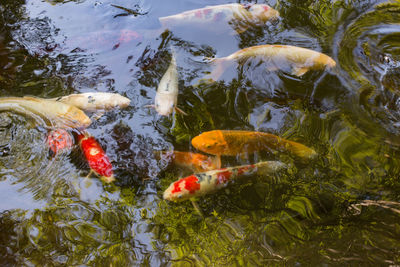 Close-up of koi carps swimming in water