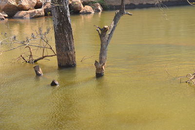 View of birds in lake