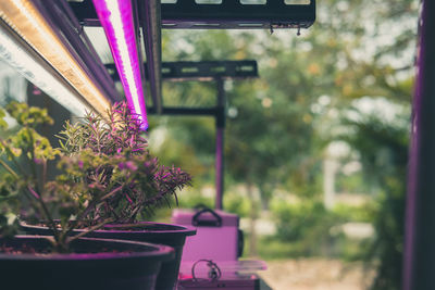 Close-up of potted plant