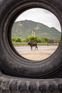 Black bull crossing national highways at morning from unique perceptive 