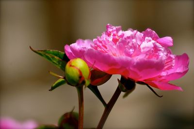 Close-up of pink flower blooming outdoors