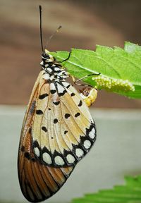 Close-up of butterfly on leaf