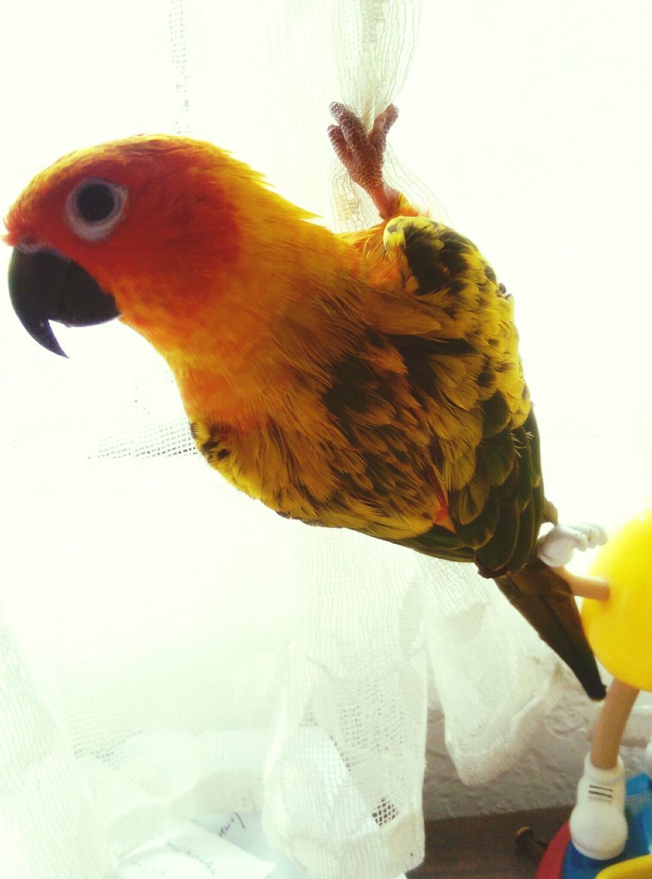 bird, animal themes, one animal, animals in the wild, parrot, wildlife, beak, multi colored, indoors, perching, orange color, close-up, low angle view, two animals, animal representation, day, side view, full length, animal head