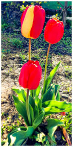 Close-up of red tulips