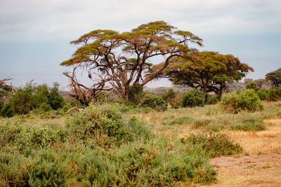 Umbrella thorn acacia trees in the savannah grassland landscapes of amboseli national park in kenya