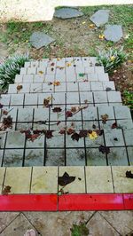 High angle view of maple leaves on road