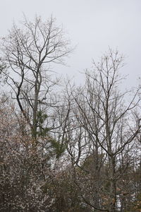 Low angle view of bare trees against clear sky