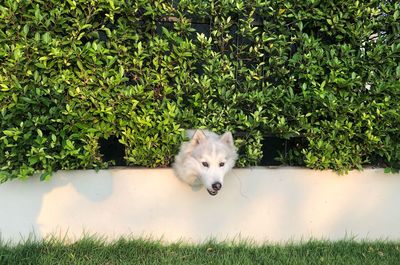 Portrait of a dog