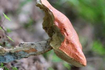 Close-up of plant against blurred background